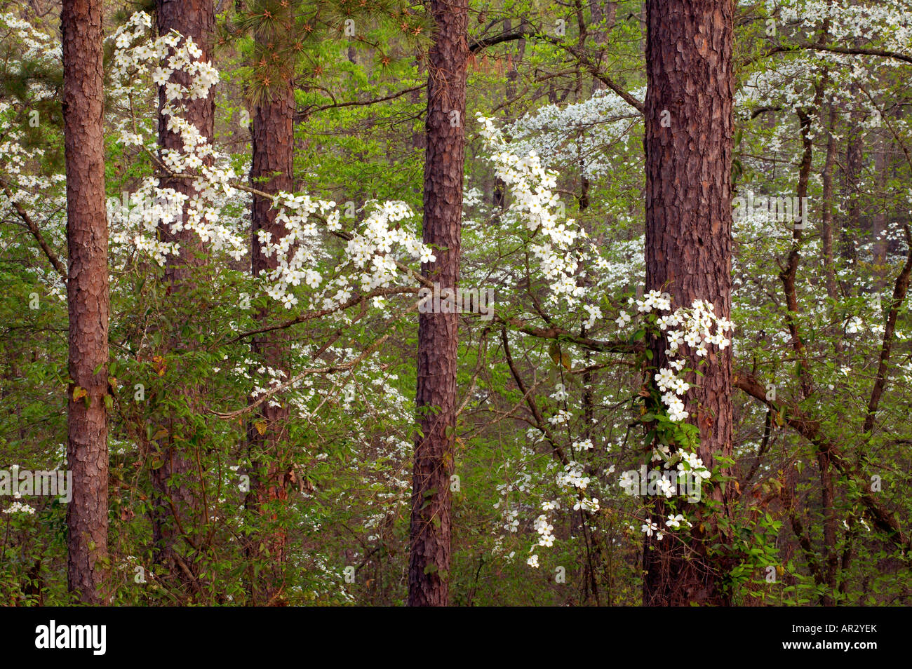 blühende Hartriegel Blüten im südlichen Wald, Holly Springs National Forest, Mississippi USA Stockfoto