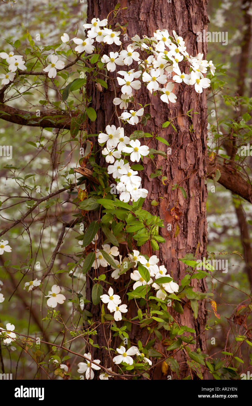 blühende Hartriegel Blüten im südlichen Wald, Holly Springs National Forest, Mississippi USA Stockfoto