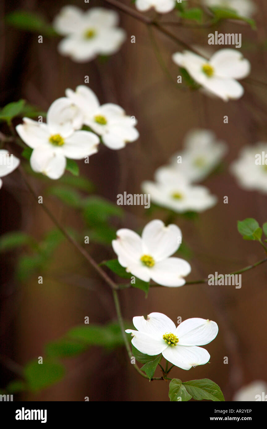 Baum-Blüte Blüte Hartriegel (Cornus Florida), Holly Springs National Forest, Mississippi, USA Stockfoto