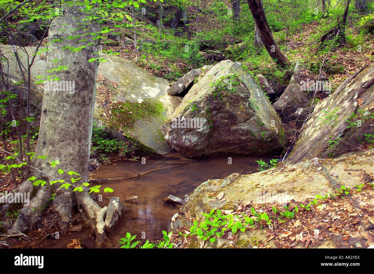 Buche, Stream und Felsen, Mississippi State Park, Mississippi, Vereinigte Staaten Stockfoto