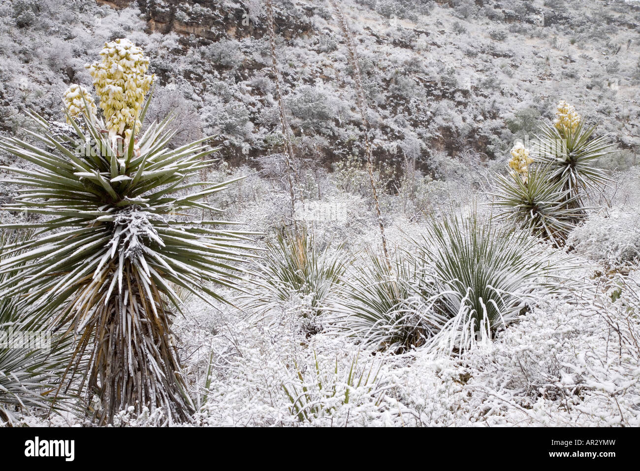 blühende Torrey Yucca (Yucca Torreyi) mit Schnee bedeckt, Carlsbad Caverns National Park, New Mexico, Vereinigte Staaten Stockfoto