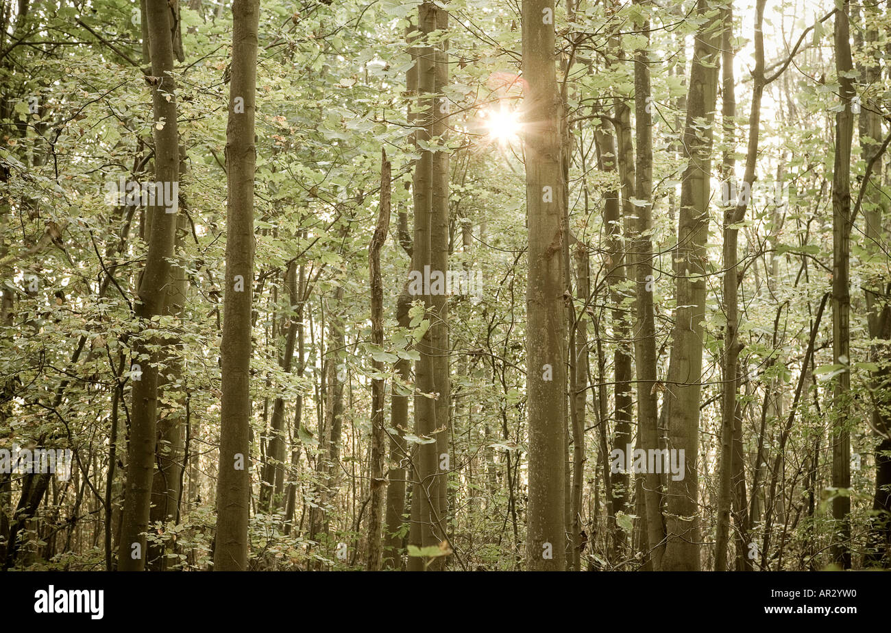Die untergehende Sonne betrachtet durch einen dichten Wald Stockfoto