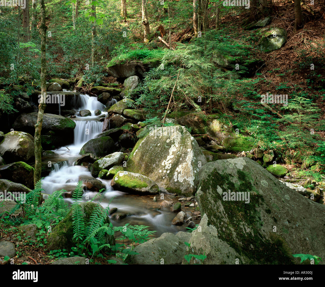LeConte Creek, Great Smoky Mountains National Park, Tennessee USA Stockfoto