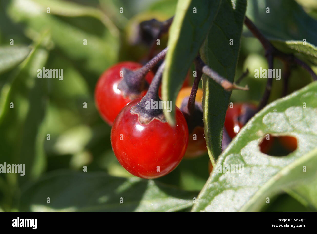 Tollkirsche Stockfoto