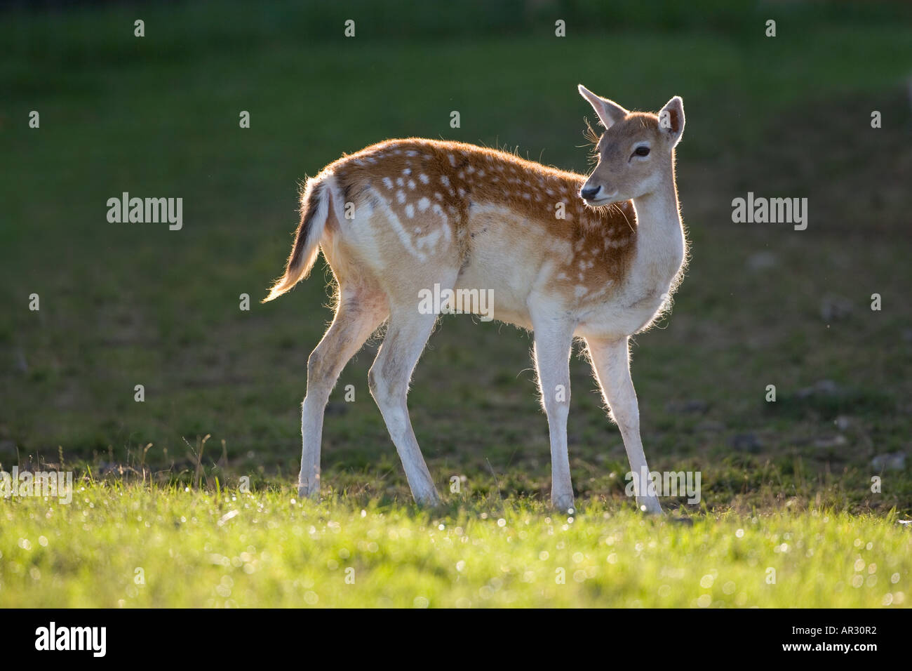 Damhirschen Cervus Dama Doe Hintergrundbeleuchtung Stockfoto