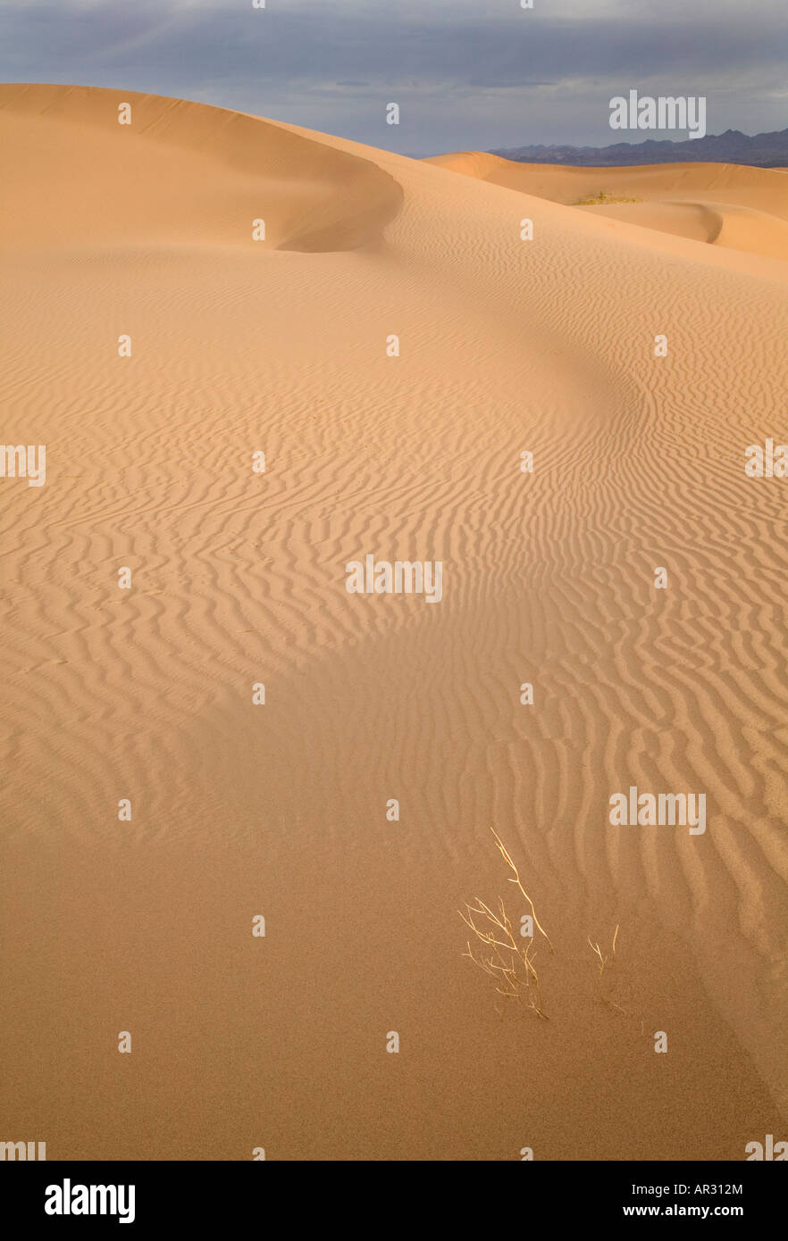 Imperial Sand Dunes, Nord Algodones Wildnis, Kalifornien USA Stockfoto