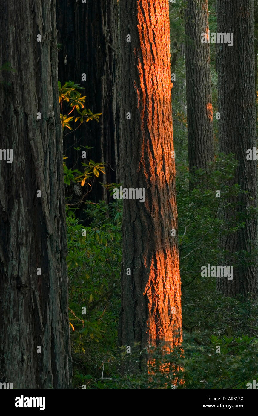 Mammutbäume in Lady Bird Johnson Grove, Redwood National Park, California, Vereinigte Staaten von Amerika Stockfoto
