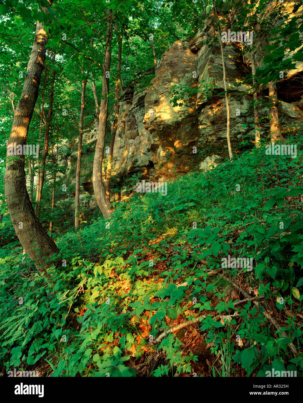 Wald und Sandstein zu Tage tretenden, staatliche Zeder Bluffs, Preserve, Mahaska County, Iowa, USA Stockfoto