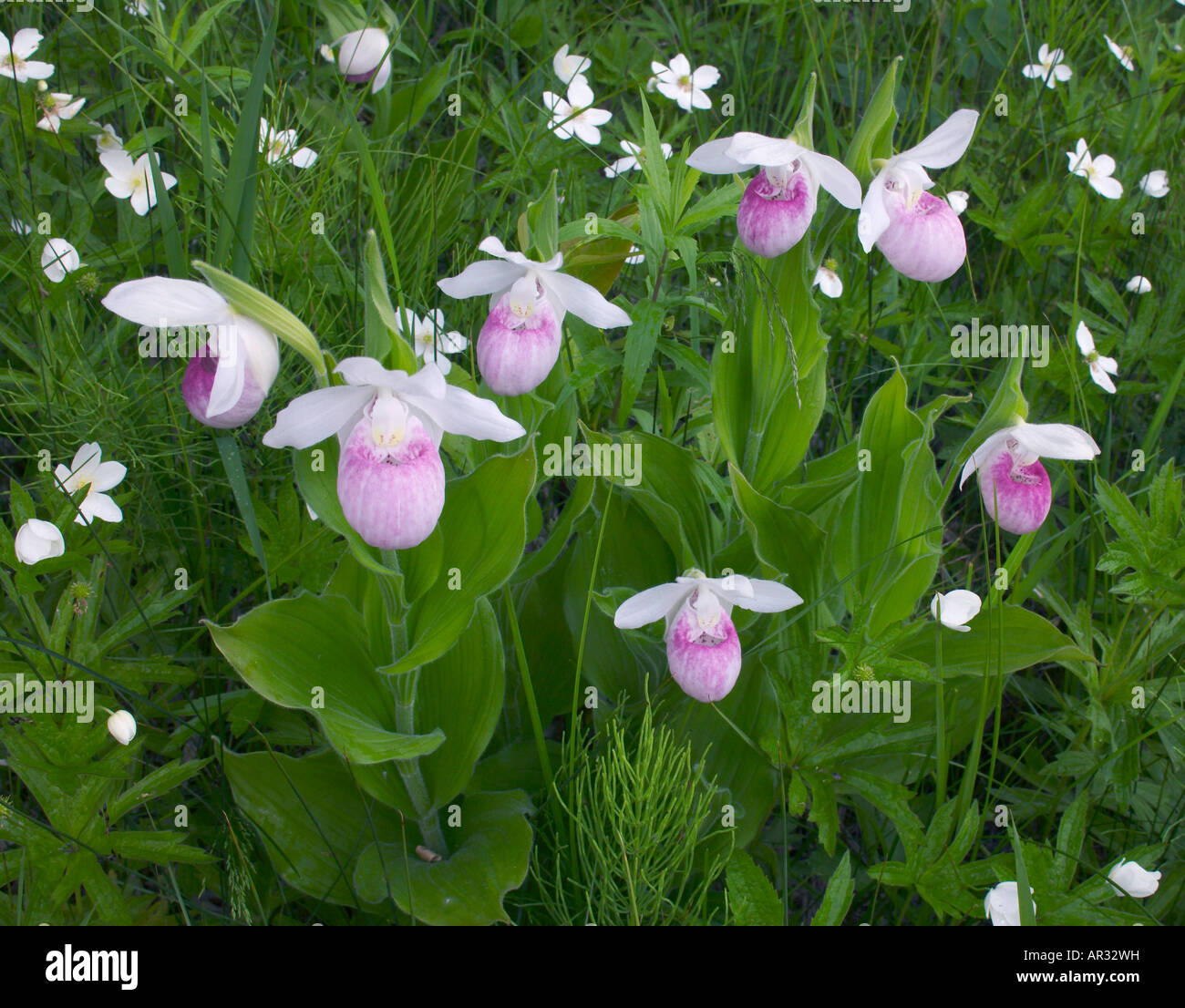 Auffällige Frauenschuh (Cypripedium Reginae), Minnesota USA Stockfoto