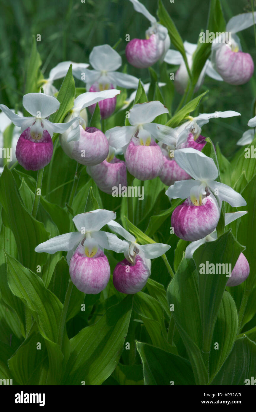 Auffällige Frauenschuh (Cypripedium Reginae), Minnesota USA Stockfoto