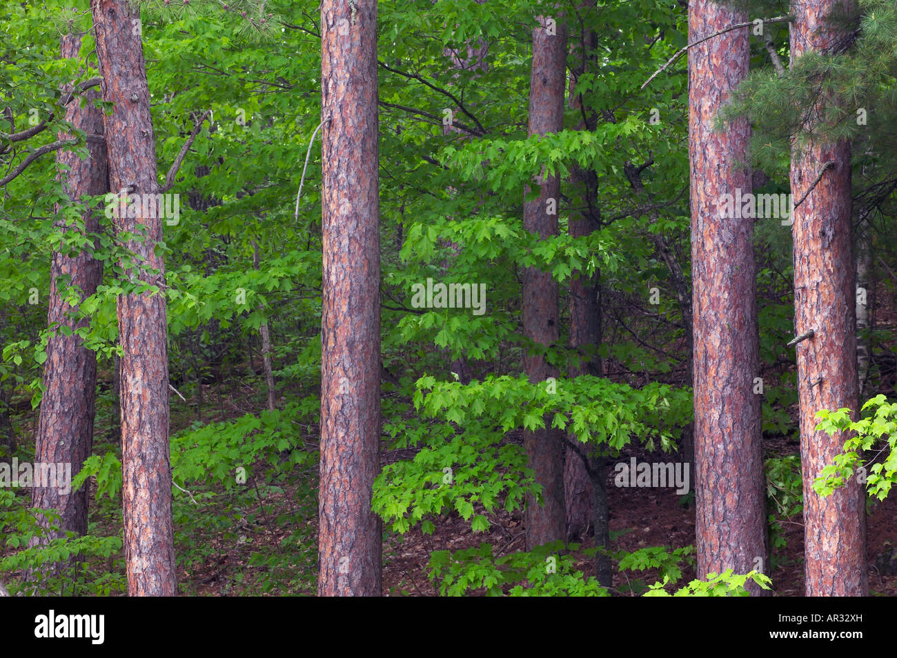 rot Kiefern (Pinus Resinosa), Savanna Portage State Park, Minnesota USA Stockfoto