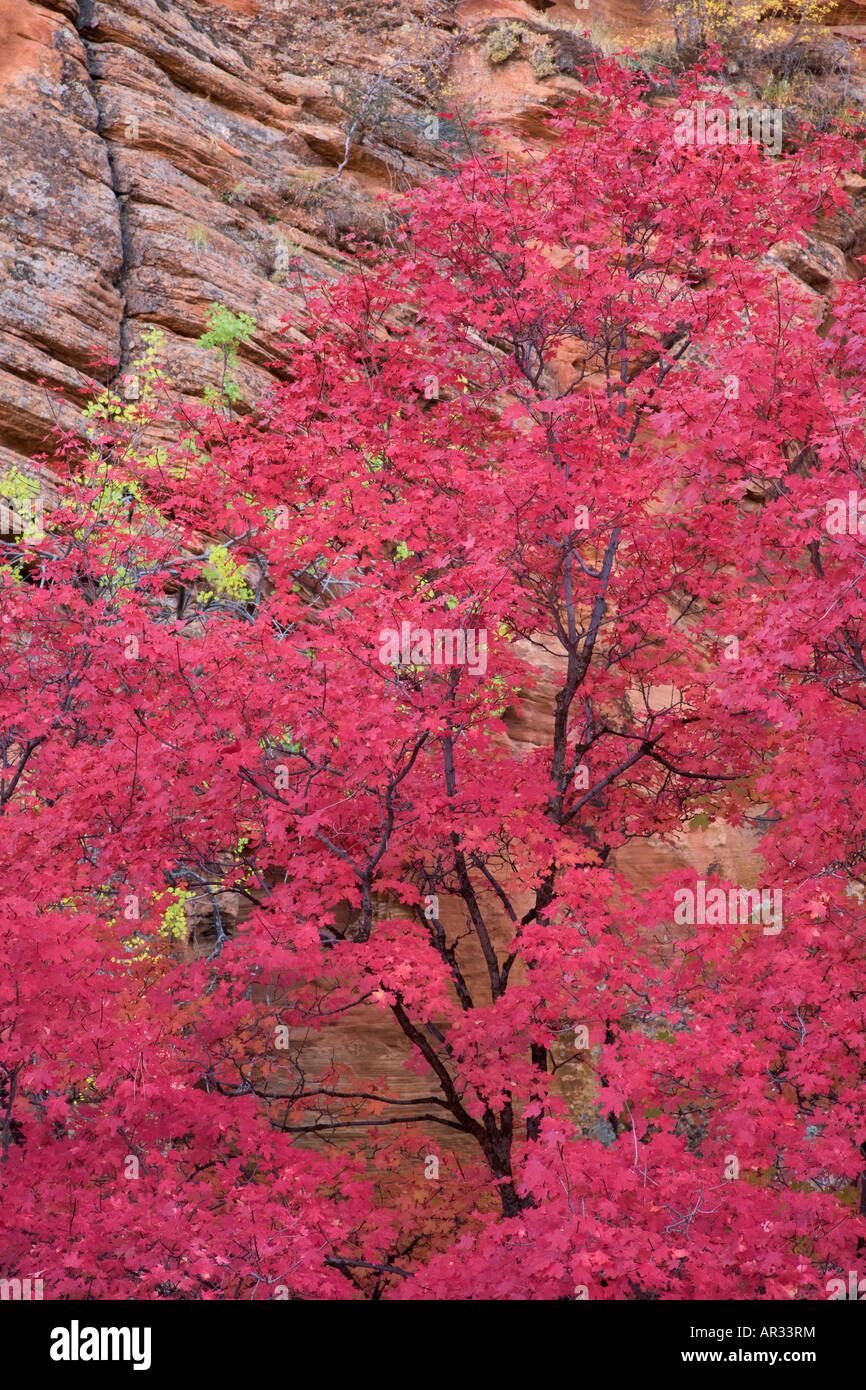 Herbstfarben in Zion National Park in Utah Stockfoto