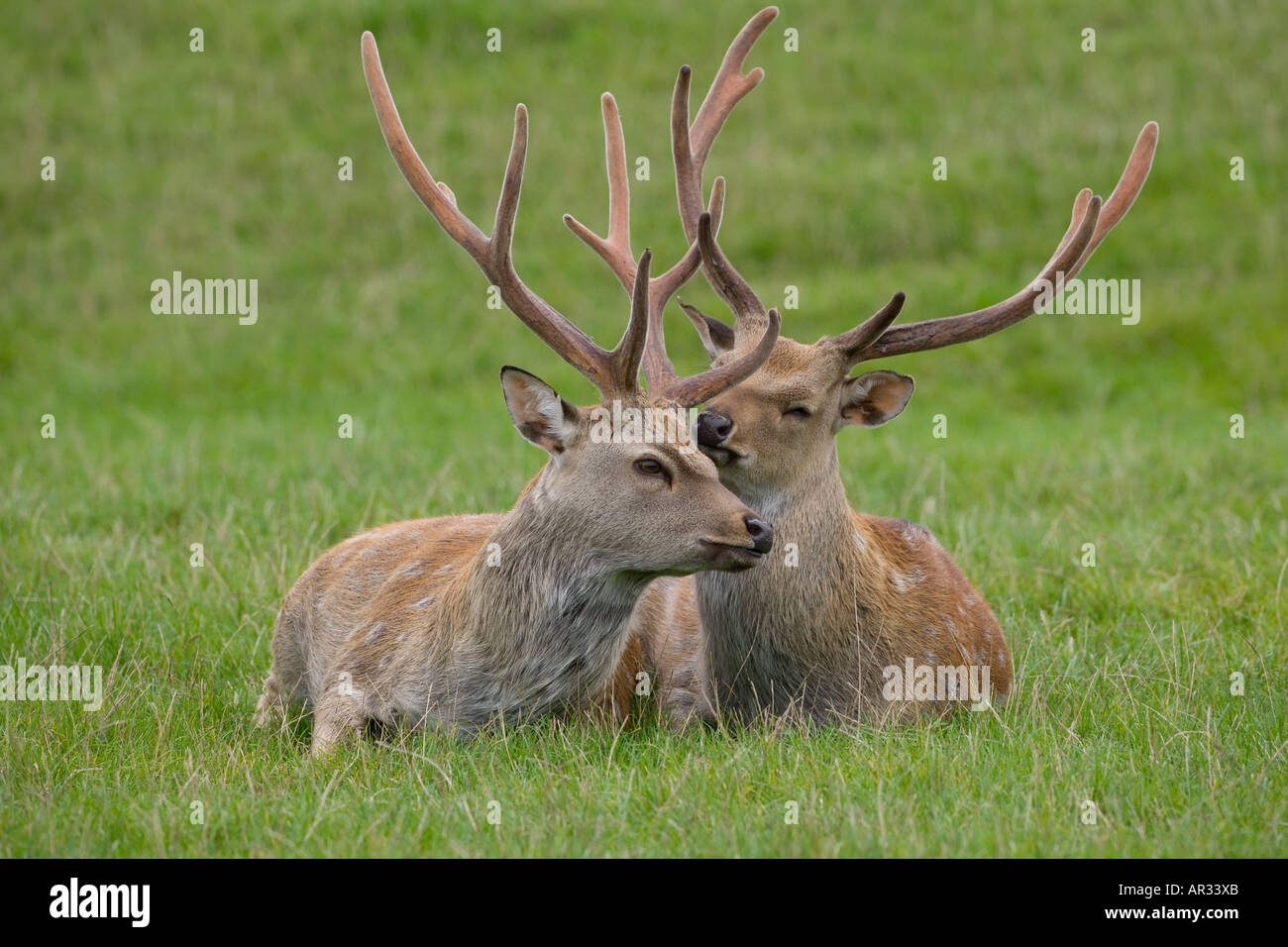 Sika Hirsch Cervus Nippon Hirsche Stockfoto