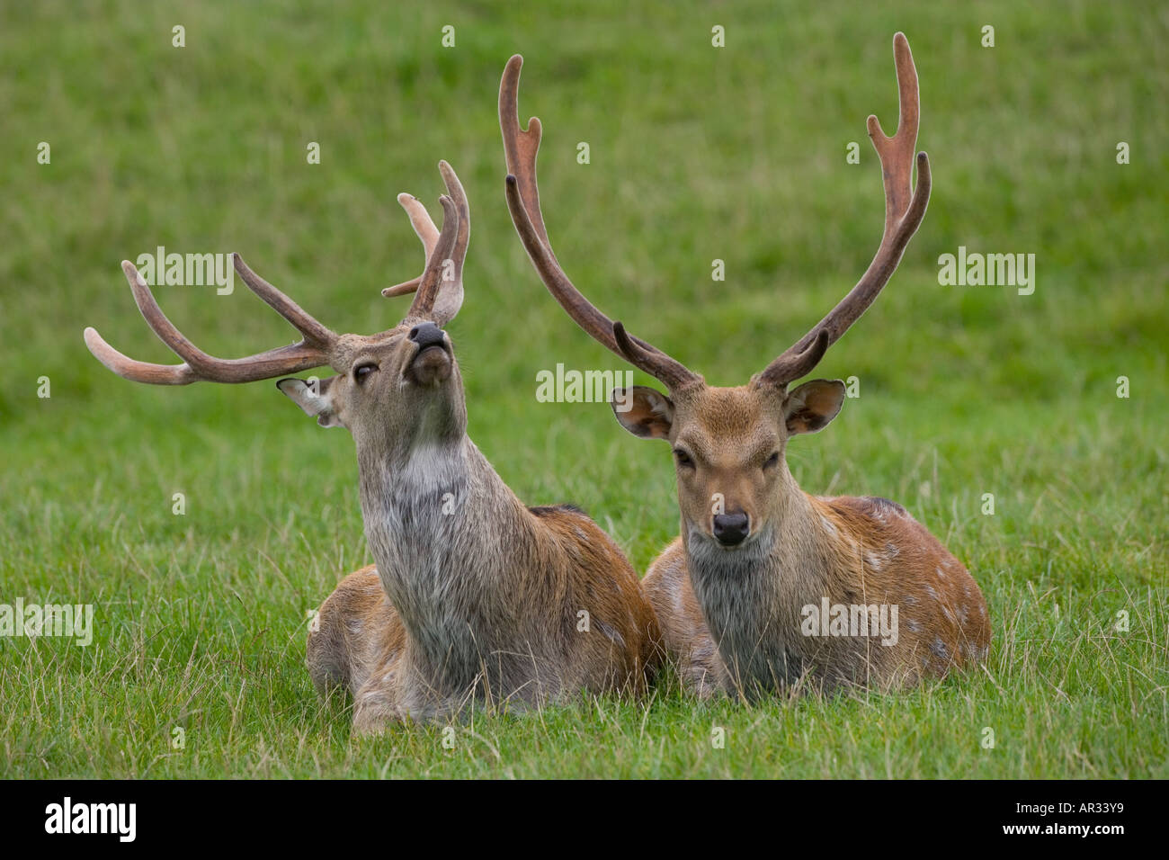 Sika Hirsch Cervus Nippon Hirsche Stockfoto