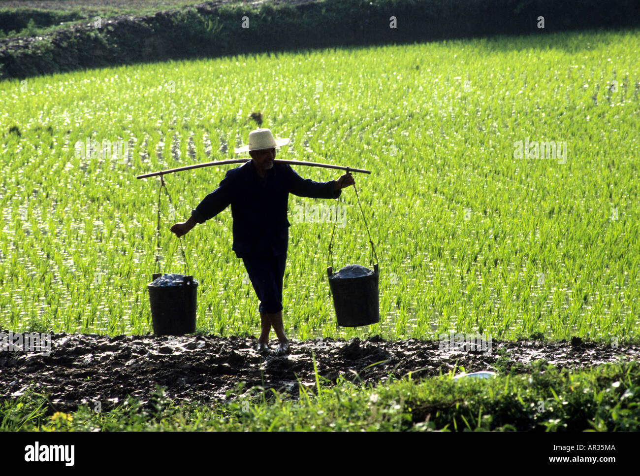 Silhouette eines Mannes Eimer von Gülle auf seinen Schultern tragen auf den Reisfeldern verwendet werden Stockfoto