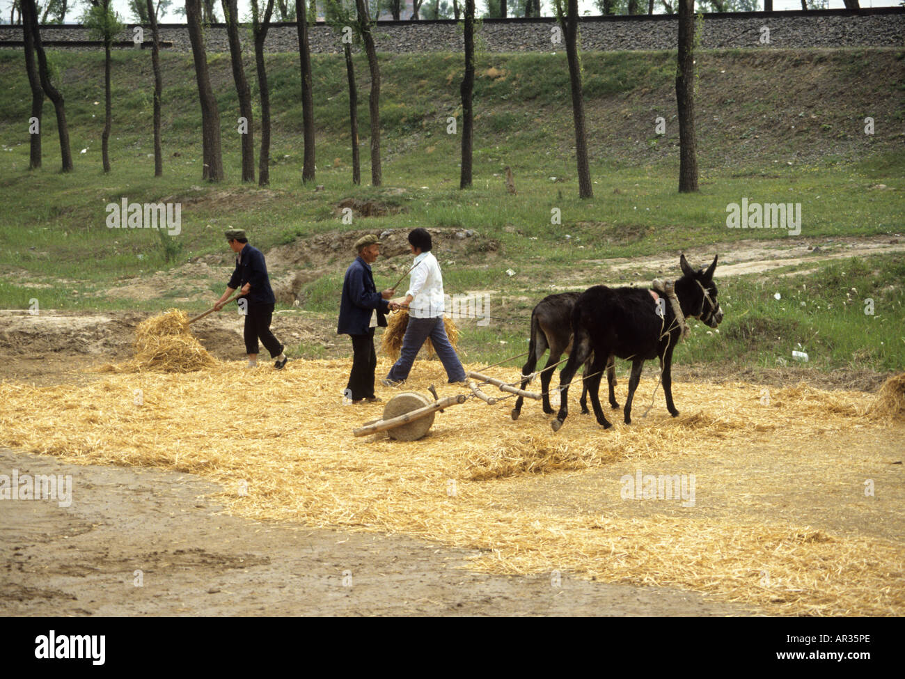 Mit Hilfe eines Esels, einen schweren Stein zum Mahlen von Mais im ländlichen China ziehen Stockfoto