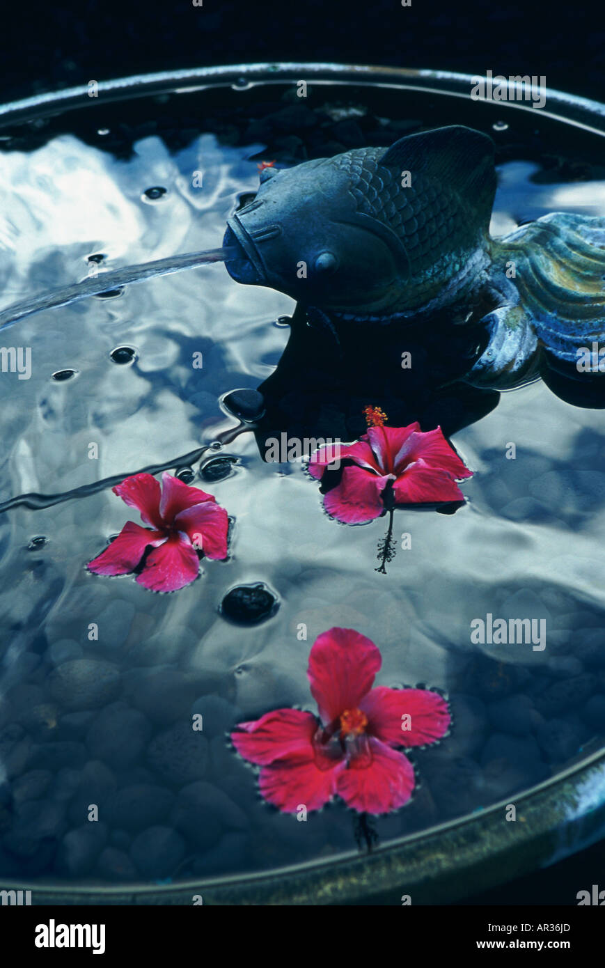 Rote Hibiskusblüten in Brunnen Stockfoto