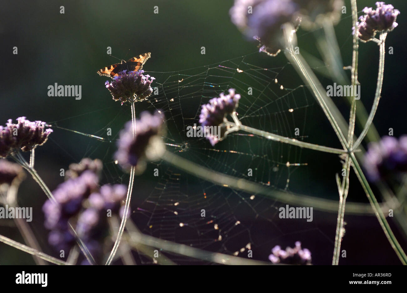 Eine kleine Schildpatt Schmetterling Aglais Urticae auf Verbena Bonariensis in der Nähe der Gefahr ein Spinnennetz s Stockfoto