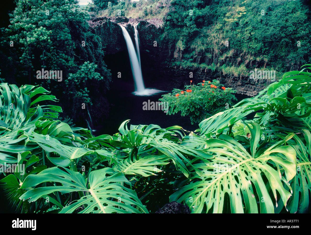 Monstera Pflanze Regenbogen fllt Hilo Insel von Hawaii Stockfotografie -  Alamy