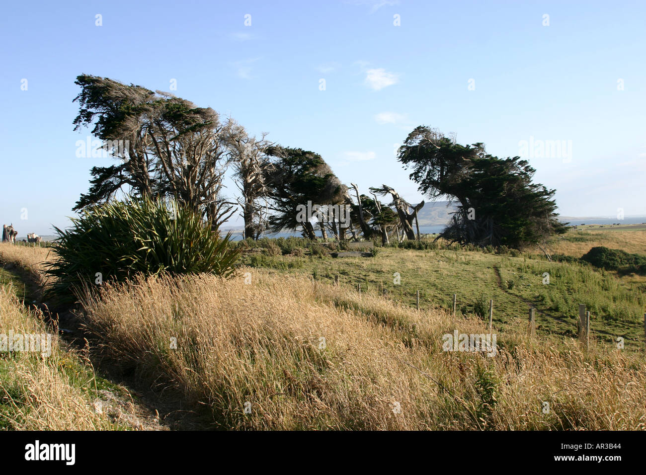 windgepeitschten Bäumen in der Nähe von Waihoaka Southland New Zealand Stockfoto