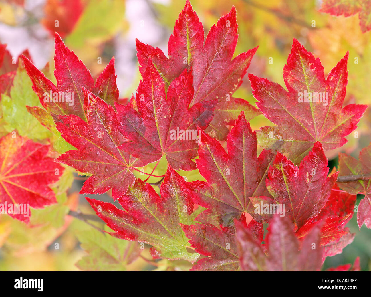 Rebe-Ahorn-Blätter Stockfoto