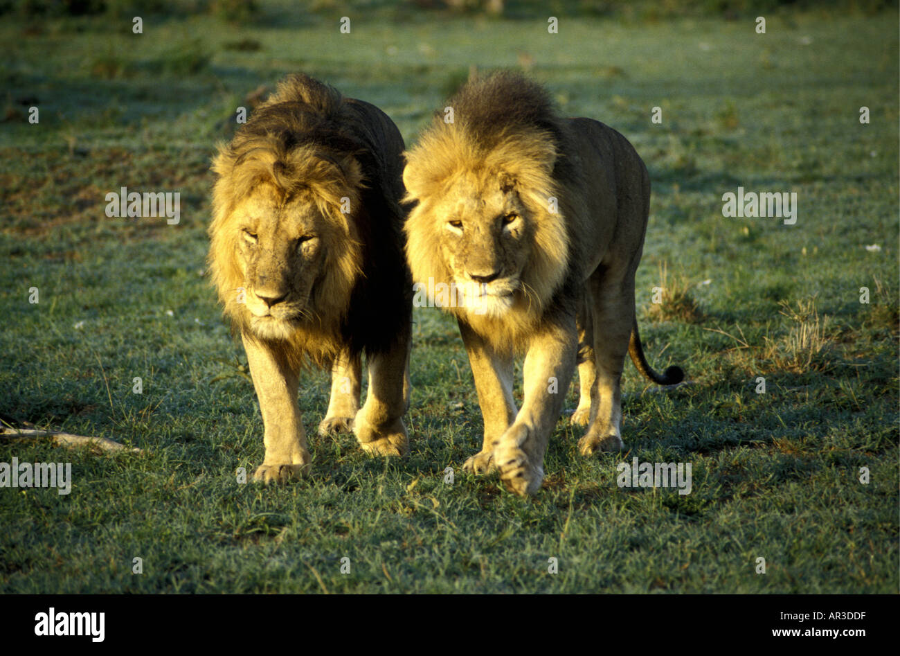 Zwei Reifen männlichen Löwen mit feinen Mähnen zu Fuß in Richtung der Kameras Stockfoto