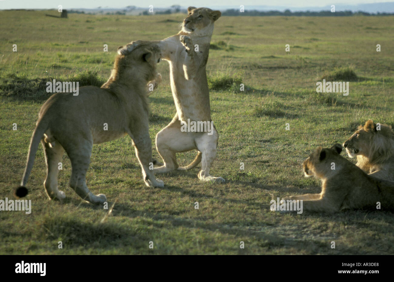Junge Löwin auf den Hinterbeinen stehend und tätschelte ihren vorderen Pfoten auf den Kopf eines jungen männlichen Löwen Kampf und toben spielen Stockfoto