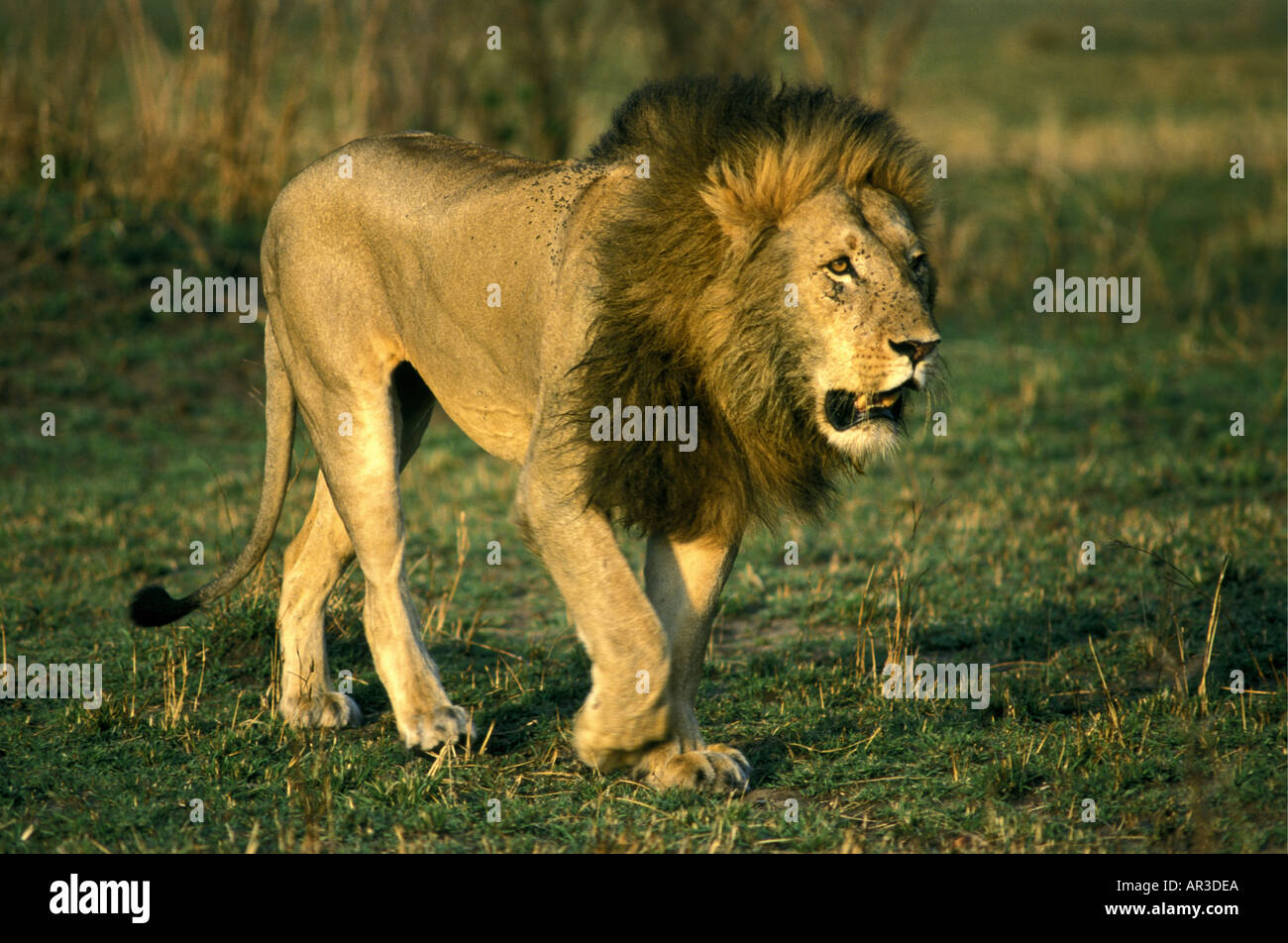 Reifen männlichen Löwen mit einer feinen Mähne über kurzen grünen Rasen in der Sonne zu Fuß über die Kamera Stockfoto