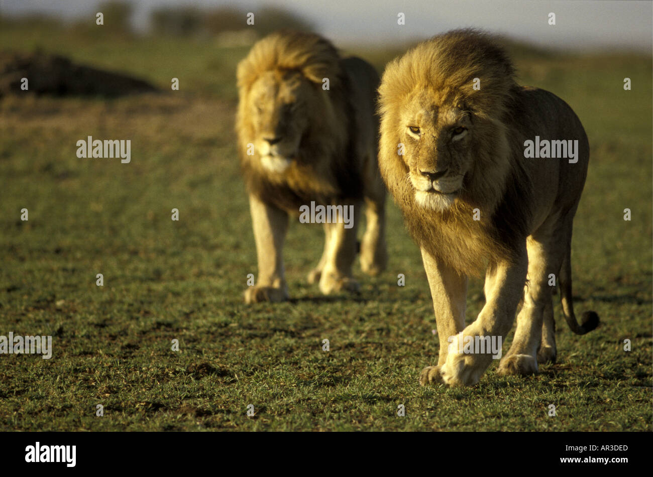 Zwei Reifen männlichen Löwen mit feinen Mähnen zu Fuß in Richtung der Kameras Stockfoto