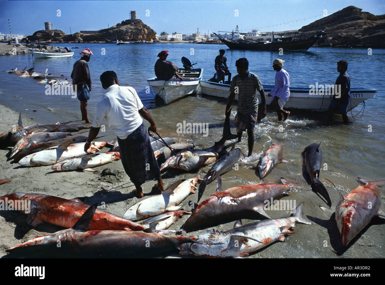 Haifisch-fischen in Sur, Sur, Oman Nahost Stockfoto