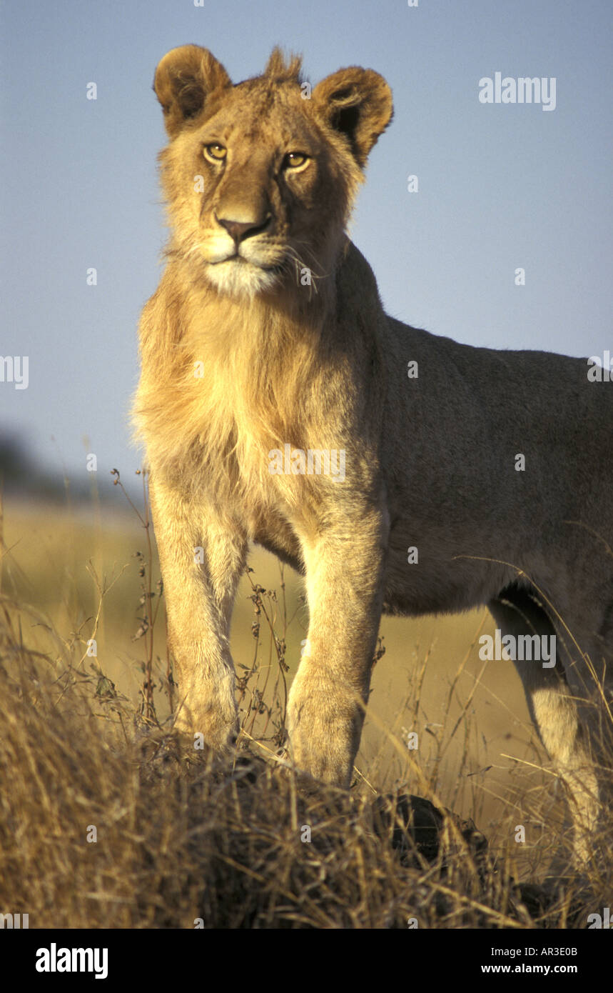 Kopf und Schulter Porträt eines jungen männlichen Löwen, deren Mähne gerade beginnt zu wachsen Stockfoto