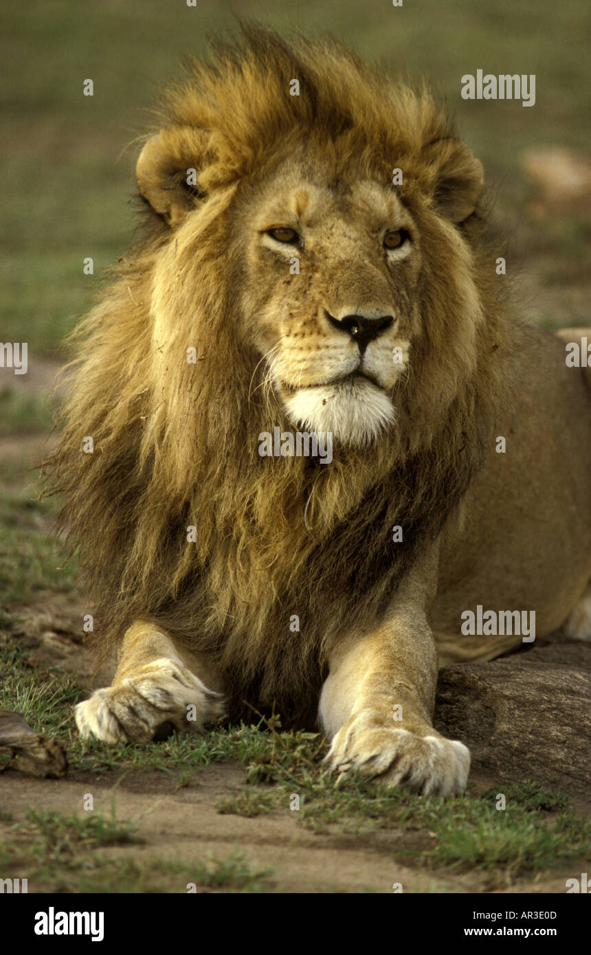 Kopf und Schulter Porträt eines Reifen männlichen Löwen mit einer sehr vollen üppigen Mähne Stockfoto