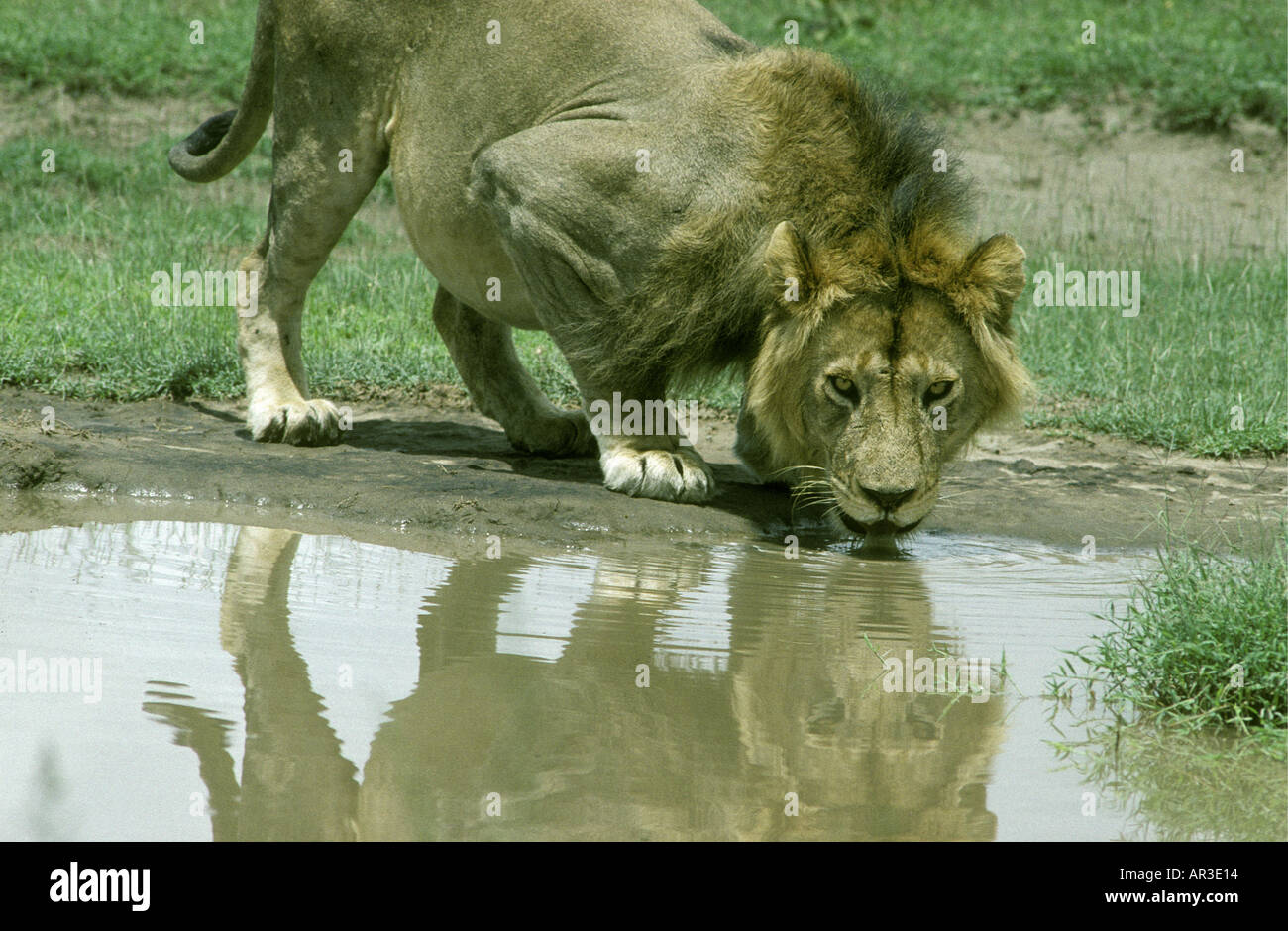 Jung aber Reifen männlichen Löwen mit gut entwickelten Mähne, trinken aus einem Pool von Regenwasser Stockfoto
