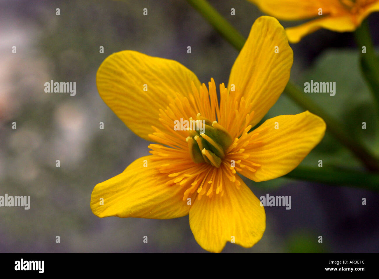 Marsh Marigold Caltha leptosepala Stockfoto