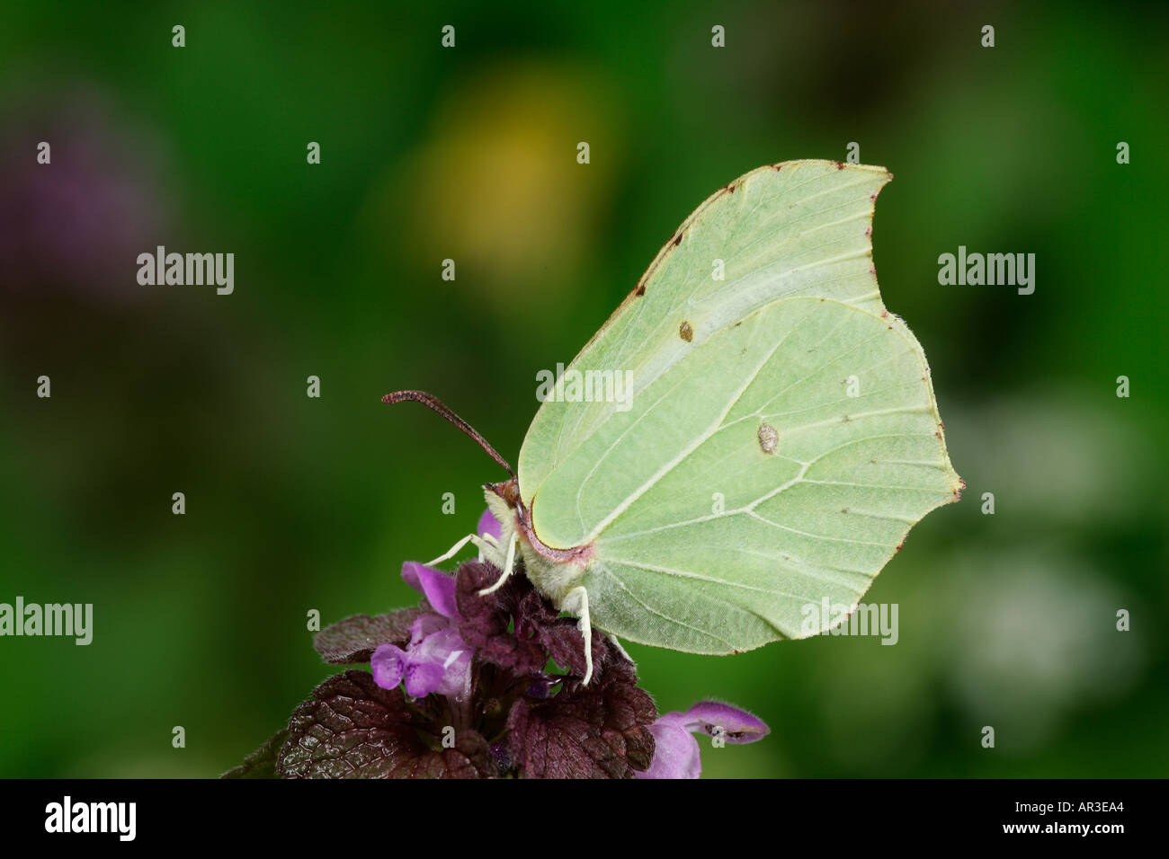 Zitronenfalter Gonepteryx Rhamni Fütterung auf Blume Gamlingay Holz cambridgeshire Stockfoto