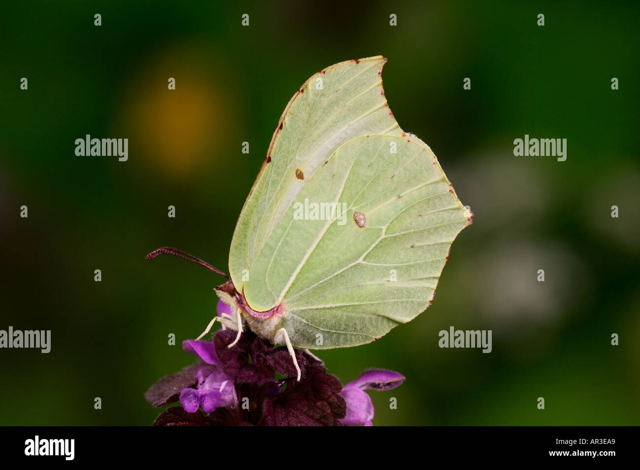 Zitronenfalter Gonepteryx Rhamni Fütterung auf Blume Gamlingay Holz cambridgeshire Stockfoto