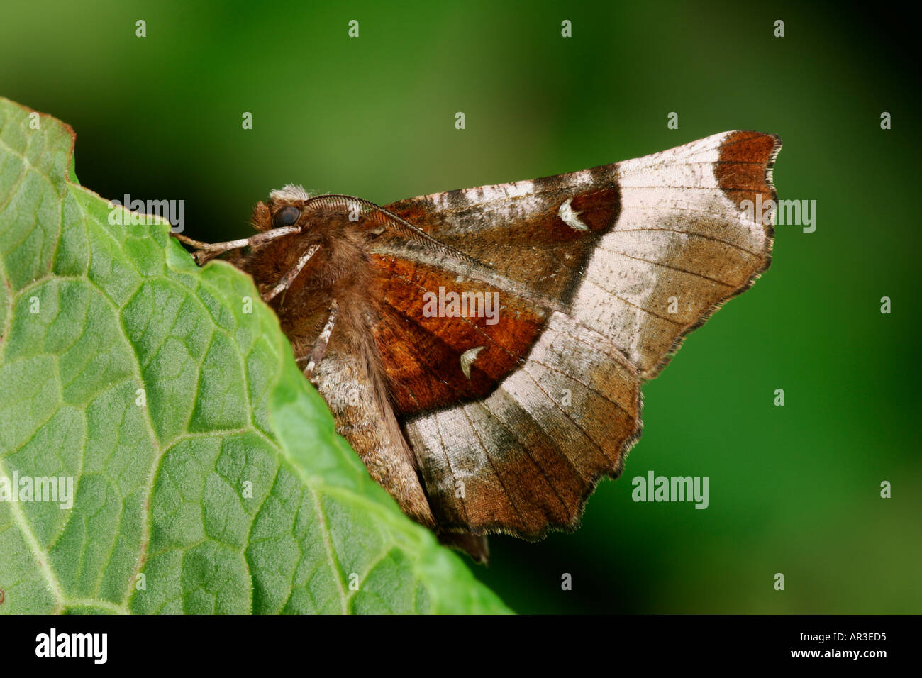 Lila Thorn Selenia Tetralunaria auf Blatt Potton bedfordshire Stockfoto