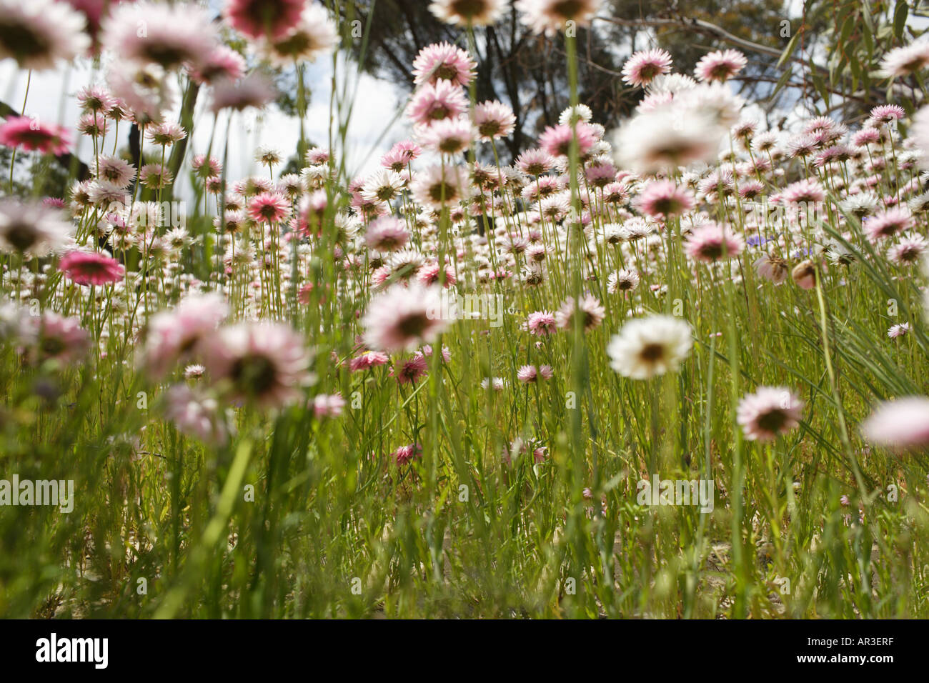Wildblumen im Feld Stockfoto