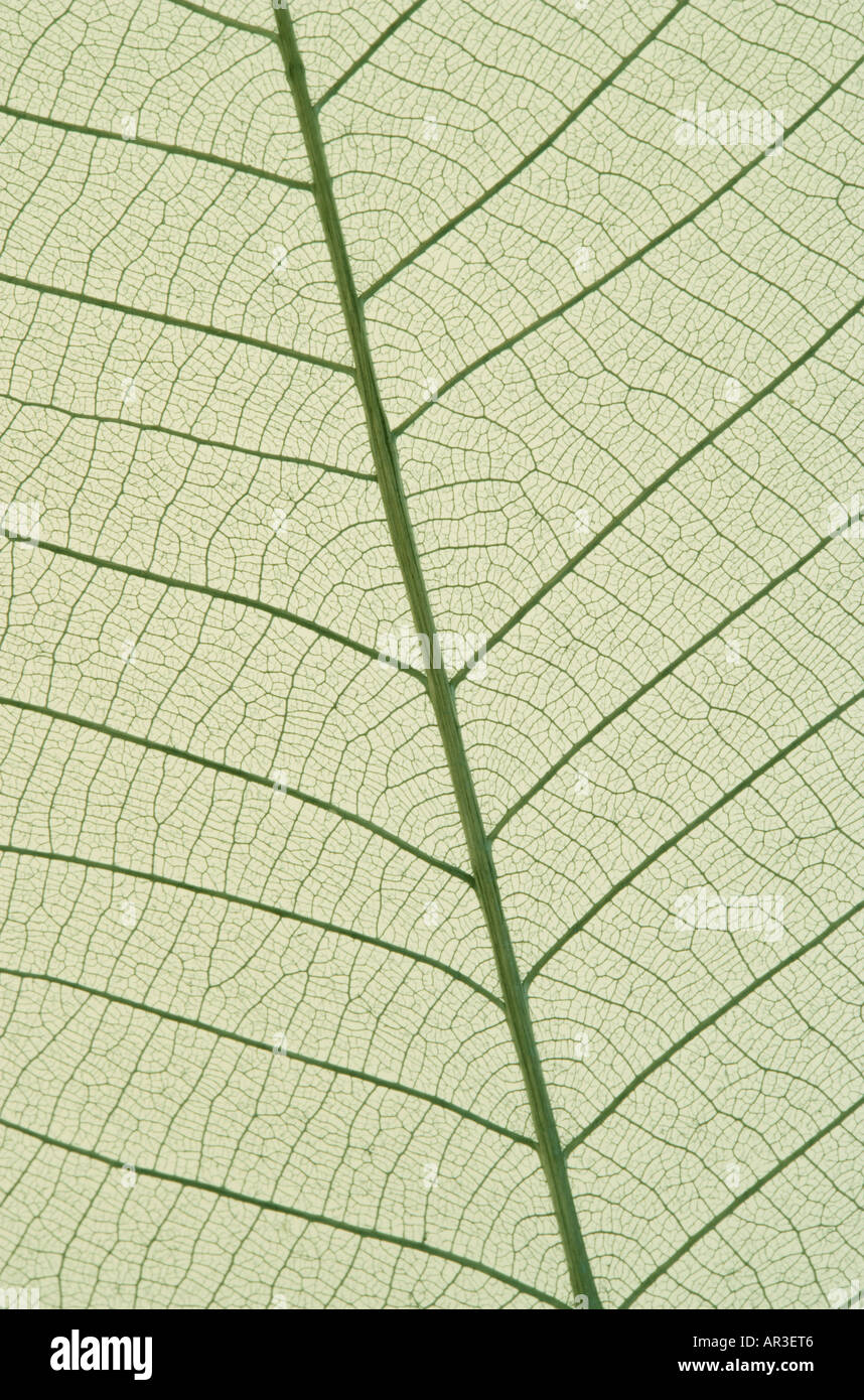 Abschnitt von einem grünen Blatt zeigt die Venen hautnah Stockfoto