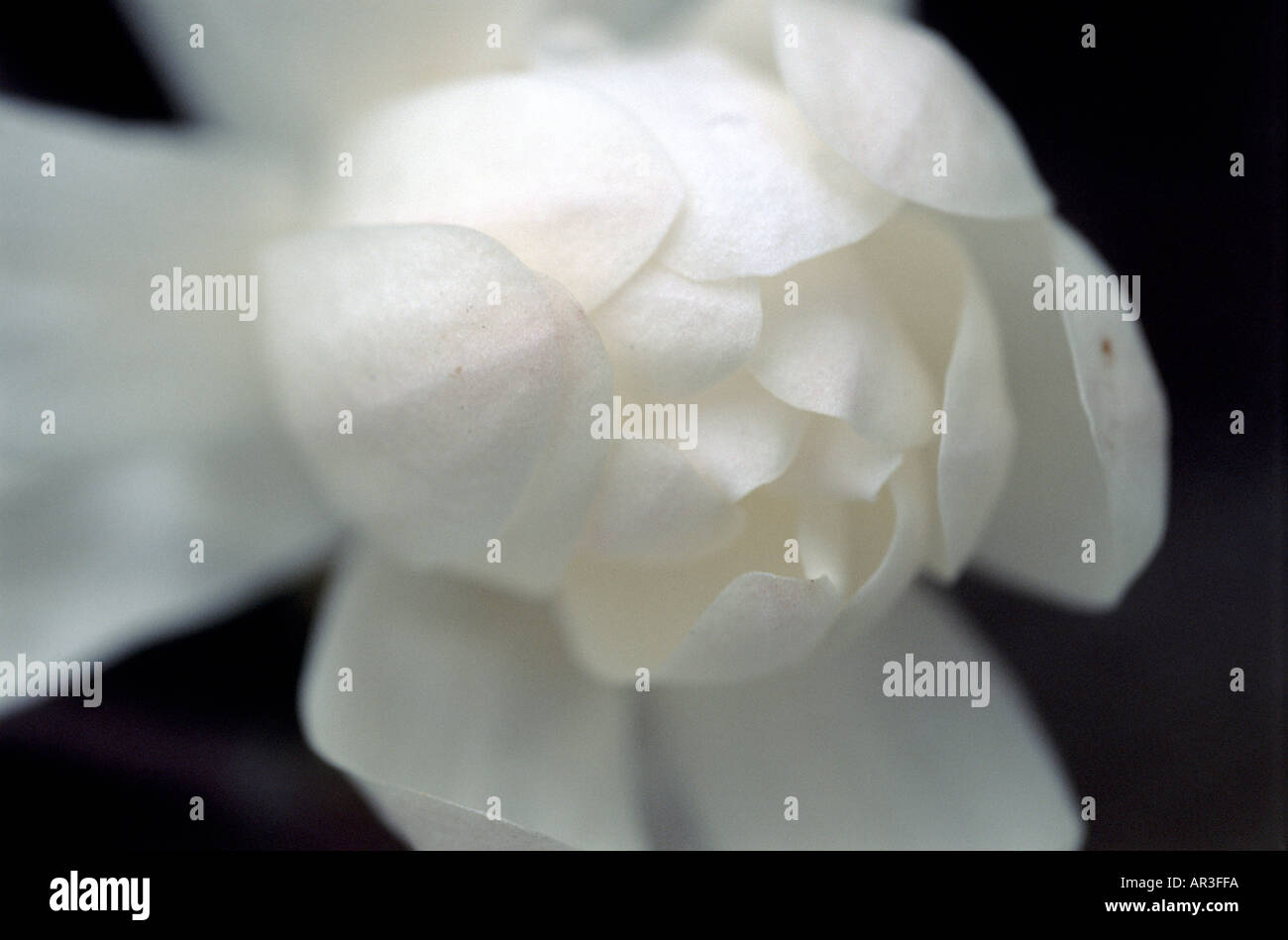 Magnolia Stellata Blume Nahaufnahme von weichen sanften Zentrum Stockfoto