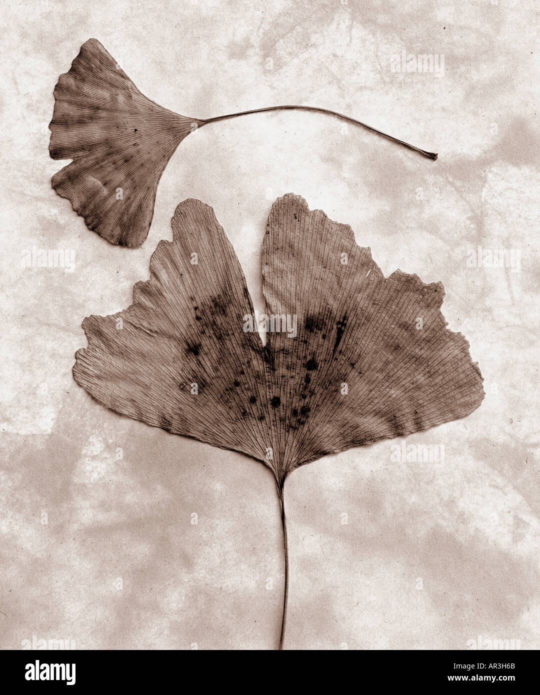 Standbild Leben zwei Ginko Blätter sind die Blätter hinterleuchtet mit einem gesprenkelten Textur und Sepia getönt Stockfoto