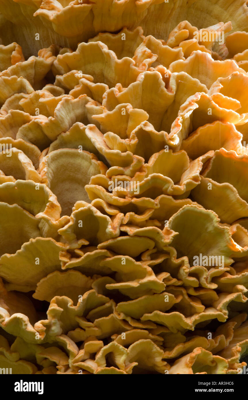 Laetiporus Sulphureus Schwefel Polypore im New Forest Hampshire England UK Stockfoto
