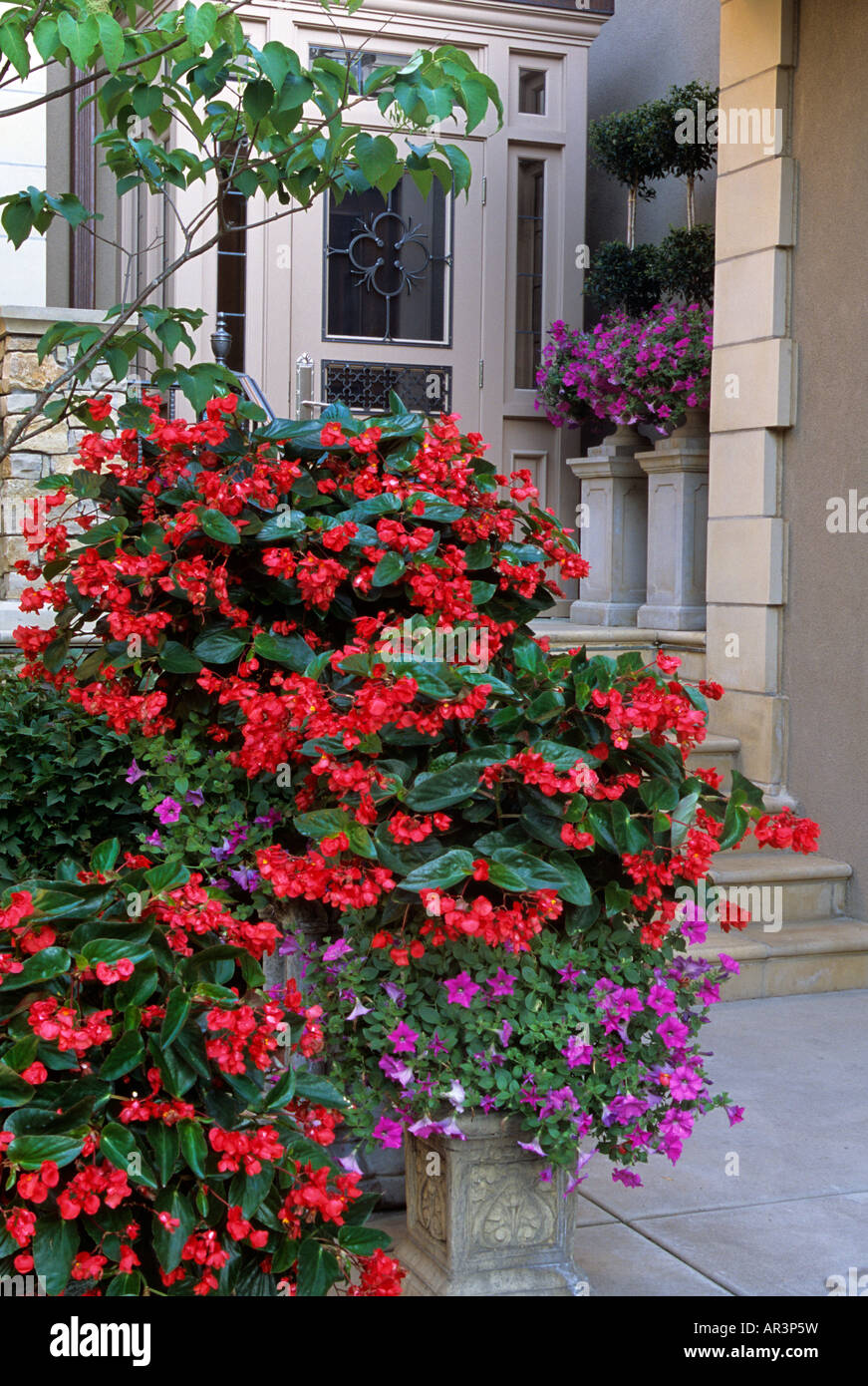 SEITE EINGANG GARTEN MIDWESTERN HAUSES. RED DRAGON WING BEGONIEN UND PURPLE WAVE PETUNIEN IN CONTAINERN.  SOMMER. Stockfoto