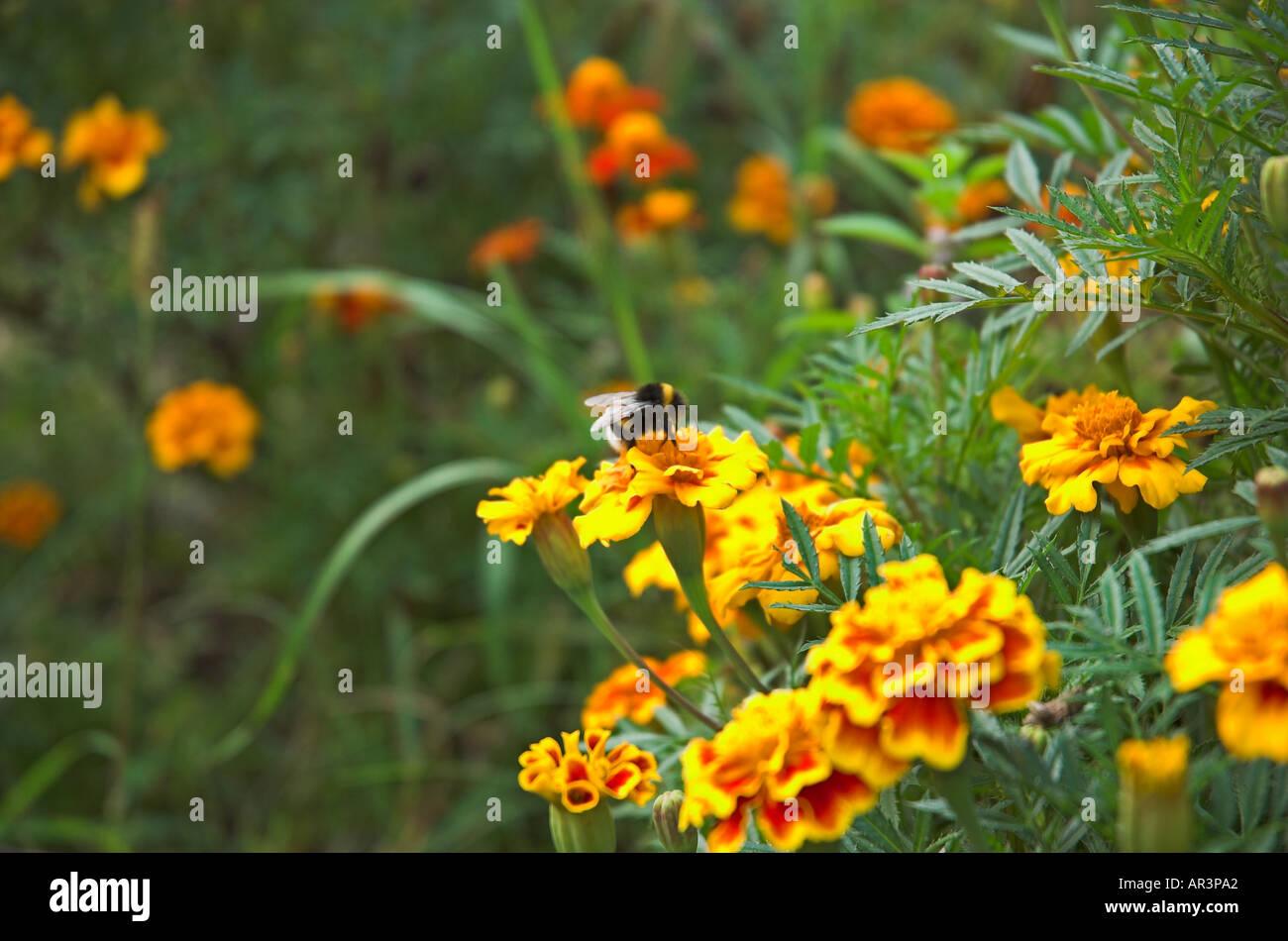 Hummel auf Ringelblumen Stockfoto