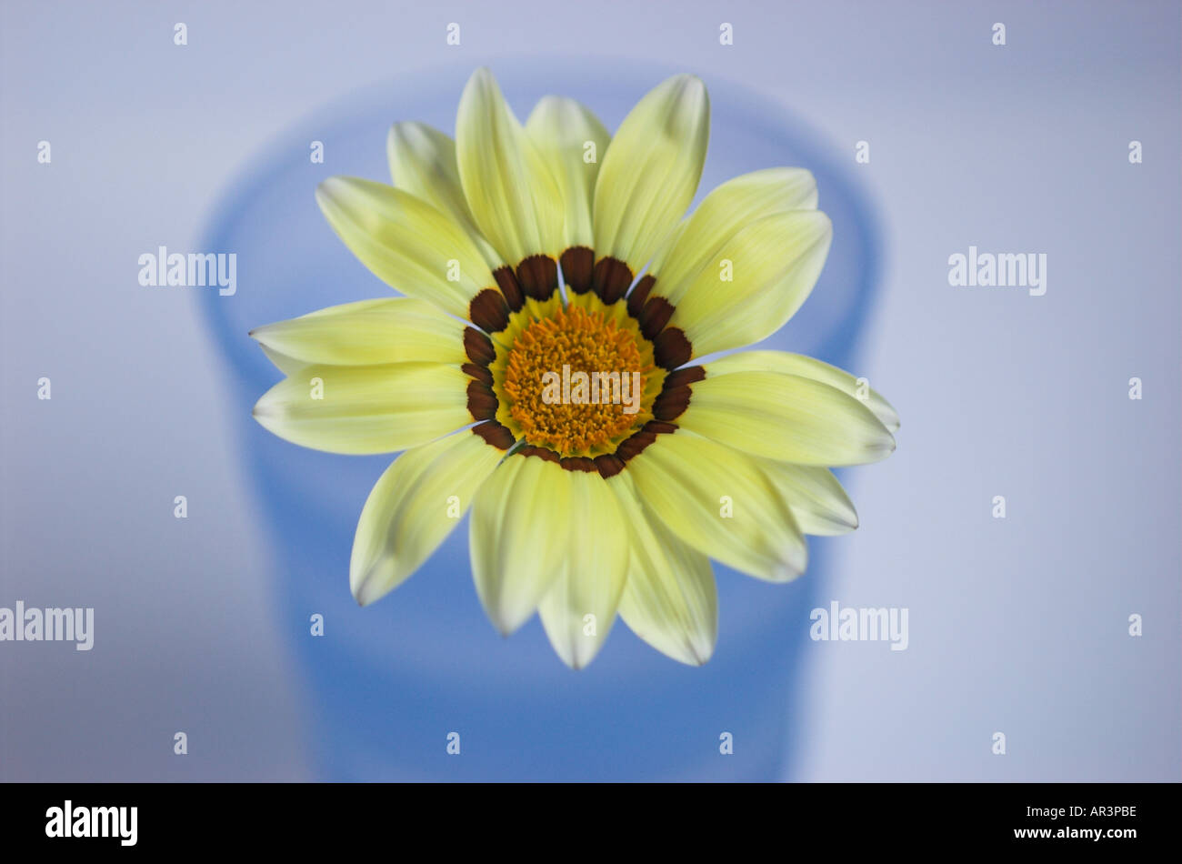 Gelbe Blumen in blauer vase Stockfoto