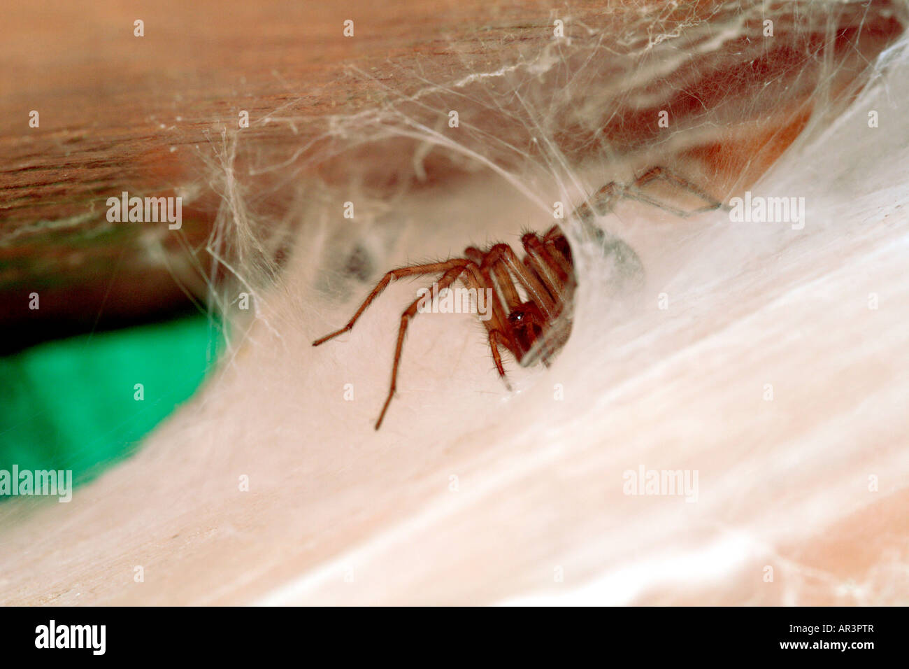 Haus Spinne, Tegenaria Gigantea, sitzt in den Trichter röhrenförmigen Rückzug der Spinngewebe dichten Blatt warten auf Beute, UK Stockfoto
