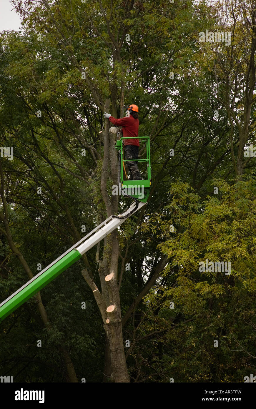 Baumpfleger sicher entfernen Baum aus einem geschlossenen Raum mit Hilfe einer hydraulischen Plattform Stockfoto