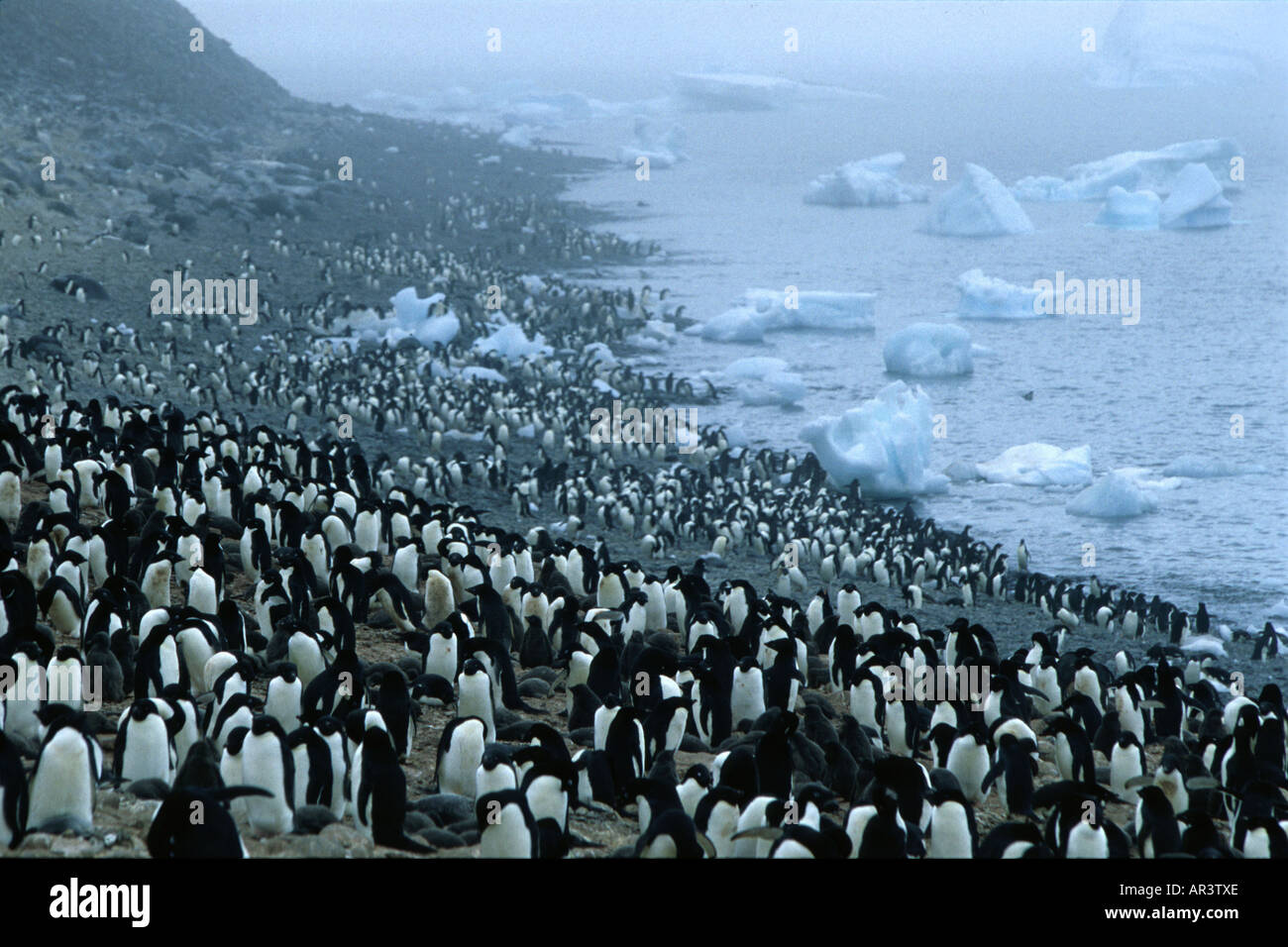 Adelie Penguins Kolonie dunklen Fleck R, ist eine Jagd Meer Leopard, Paulet Island, Antarktis der antarktischen Halbinsel Stockfoto