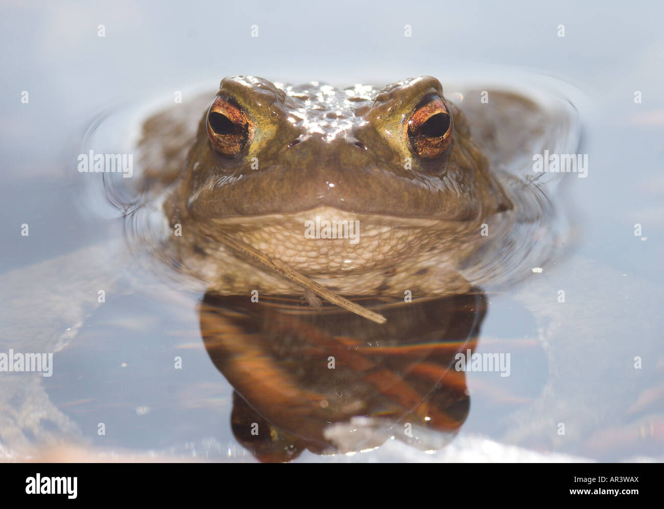 Kröte, Bufo Bufo, Paarung Zeit im Frühjahr Stockfoto