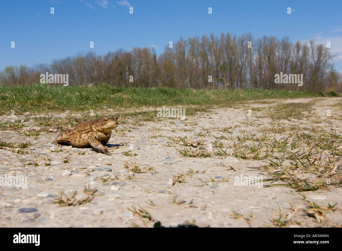 Kröte Bufo Bufo auf dem Weg zum Wasser im Frühjahr Stockfoto